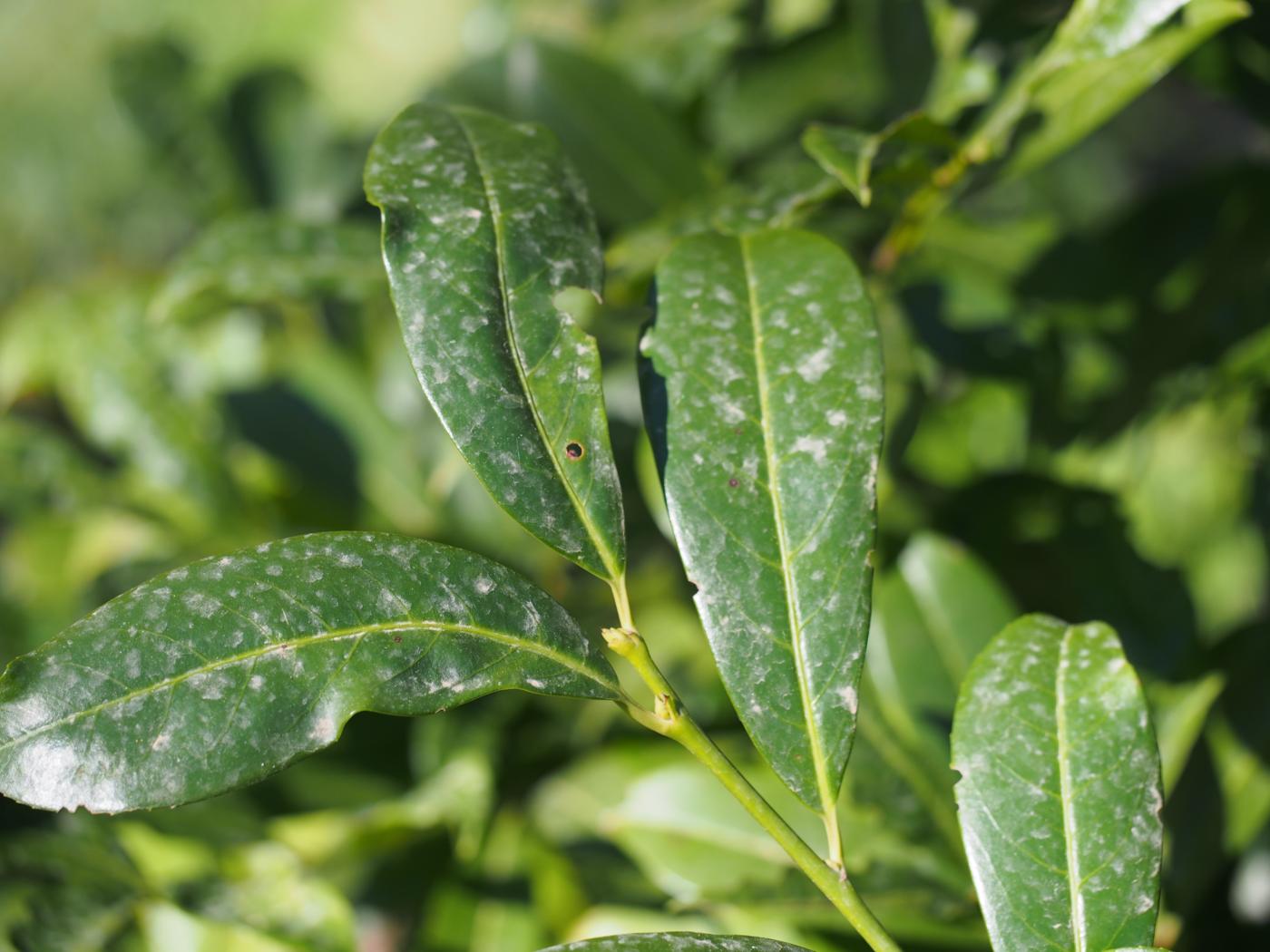 Cherry Laurel leaf